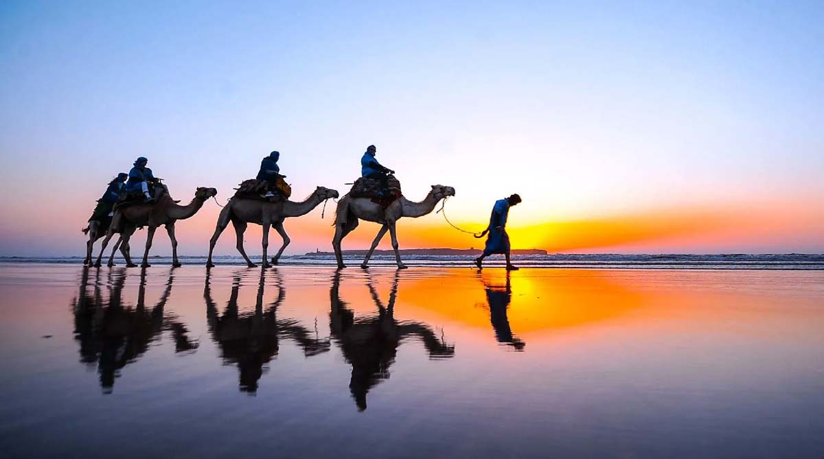 Camel  rides